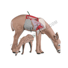 Rinehart Anatomy Deer